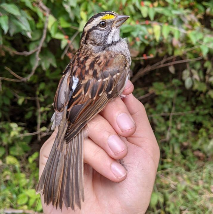 Small, brown bird with white throat and yellow lores being held in person's hand, showing white tag and antenna positioned on the back. 