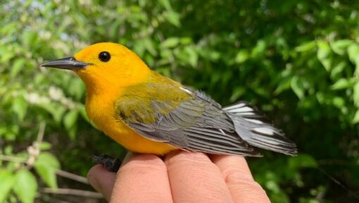 Small, yellow bird with bluish wings held in person's hand.