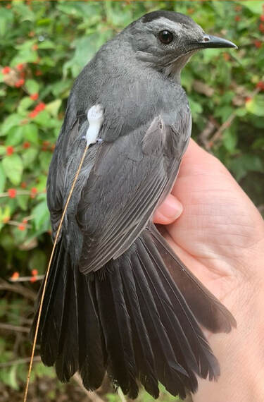 Medium size, gray bird being held in person's hand, showing white tag and antenna positioned on the back. 
