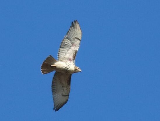 Photo Description: Red-tailed Hawk in flight, shown from underneath