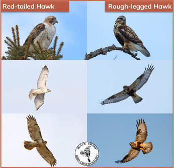 Photo Description: Red-tailed Hawk and Rough-legged Hawk collage, with three red-tailed pictures on the left, and three rough-legged pictures on the right