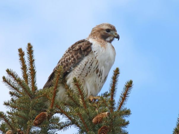 Photo Description: Red-tailed Hawk perched at the top of a conifer