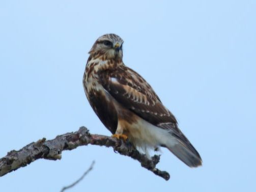 Photo Description: Rough-legged Hawk perched on a dead branch