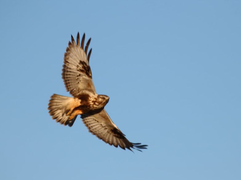 Photo Description: Rough-legged Hawk in flight, shown from underneath